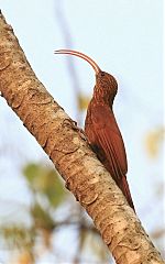 Red-billed Scythebill